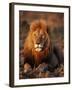 Male African Lion-Joe McDonald-Framed Photographic Print