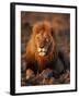 Male African Lion-Joe McDonald-Framed Photographic Print