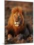 Male African Lion-Joe McDonald-Mounted Photographic Print