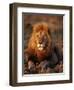 Male African Lion-Joe McDonald-Framed Photographic Print