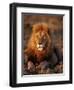 Male African Lion-Joe McDonald-Framed Photographic Print