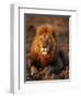 Male African Lion-Joe McDonald-Framed Photographic Print