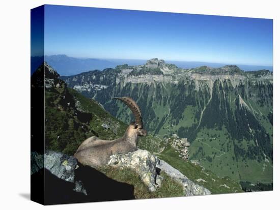 Male Alpine Ibex, View of Sigriswiler Rothorn, Niederhorn, Switzerland-Rolf Nussbaumer-Stretched Canvas