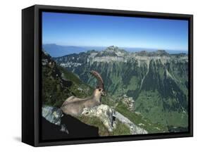 Male Alpine Ibex, View of Sigriswiler Rothorn, Niederhorn, Switzerland-Rolf Nussbaumer-Framed Stretched Canvas