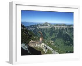 Male Alpine Ibex, View of Sigriswiler Rothorn, Niederhorn, Switzerland-Rolf Nussbaumer-Framed Photographic Print