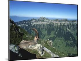 Male Alpine Ibex, View of Sigriswiler Rothorn, Niederhorn, Switzerland-Rolf Nussbaumer-Mounted Photographic Print