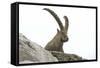 Male Alpine Ibex-Dr. Juerg Alean-Framed Stretched Canvas