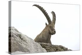 Male Alpine Ibex-Dr. Juerg Alean-Stretched Canvas