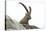 Male Alpine Ibex-Dr. Juerg Alean-Stretched Canvas