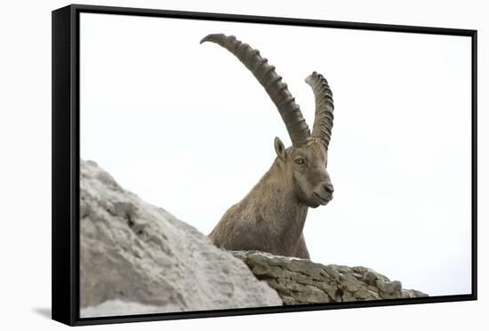 Male Alpine Ibex-Dr. Juerg Alean-Framed Stretched Canvas