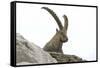 Male Alpine Ibex-Dr. Juerg Alean-Framed Stretched Canvas