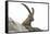 Male Alpine Ibex-Dr. Juerg Alean-Framed Stretched Canvas