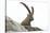 Male Alpine Ibex-Dr. Juerg Alean-Stretched Canvas