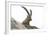 Male Alpine Ibex-Dr. Juerg Alean-Framed Premium Photographic Print