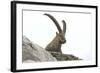 Male Alpine Ibex-Dr. Juerg Alean-Framed Premium Photographic Print