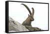 Male Alpine Ibex-Dr. Juerg Alean-Framed Stretched Canvas