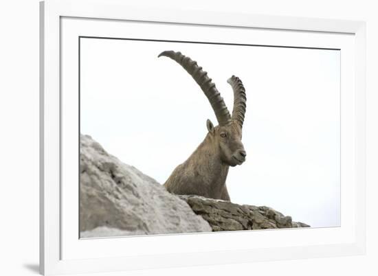 Male Alpine Ibex-Dr. Juerg Alean-Framed Photographic Print