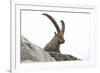 Male Alpine Ibex-Dr. Juerg Alean-Framed Photographic Print