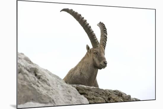 Male Alpine Ibex-Dr. Juerg Alean-Mounted Photographic Print