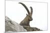 Male Alpine Ibex-Dr. Juerg Alean-Mounted Photographic Print