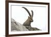 Male Alpine Ibex-Dr. Juerg Alean-Framed Photographic Print