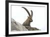 Male Alpine Ibex-Dr. Juerg Alean-Framed Photographic Print