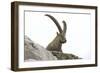 Male Alpine Ibex-Dr. Juerg Alean-Framed Photographic Print