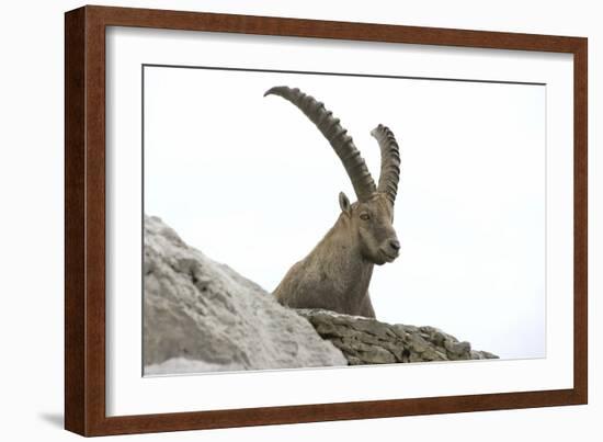 Male Alpine Ibex-Dr. Juerg Alean-Framed Photographic Print