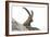 Male Alpine Ibex-Dr. Juerg Alean-Framed Photographic Print