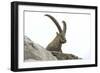 Male Alpine Ibex-Dr. Juerg Alean-Framed Photographic Print