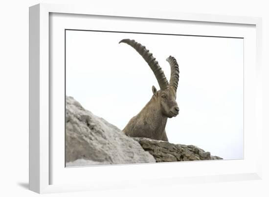 Male Alpine Ibex-Dr. Juerg Alean-Framed Photographic Print