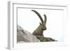 Male Alpine Ibex-Dr. Juerg Alean-Framed Photographic Print