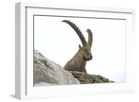 Male Alpine Ibex-Dr. Juerg Alean-Framed Photographic Print