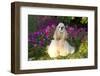 Male American Cocker Spaniel in Fall Flowers, Geneva, Illinois, USA-Lynn M^ Stone-Framed Photographic Print