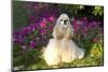 Male American Cocker Spaniel in Fall Flowers, Geneva, Illinois, USA-Lynn M^ Stone-Mounted Photographic Print