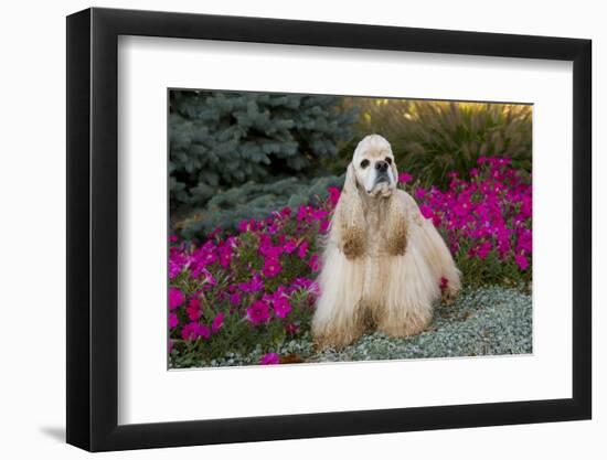 Male American Cocker Spaniel with Dew-Damp Ear Tips-Lynn M^ Stone-Framed Photographic Print