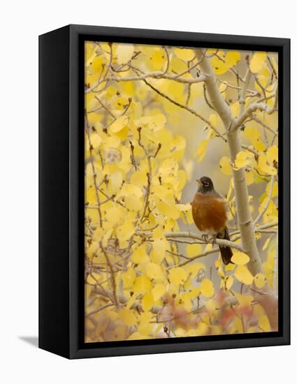 Male American Robin in Aspen Tree, Grand Teton National Park, Wyoming, USA-Rolf Nussbaumer-Framed Stretched Canvas