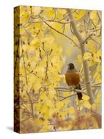 Male American Robin in Aspen Tree, Grand Teton National Park, Wyoming, USA-Rolf Nussbaumer-Stretched Canvas