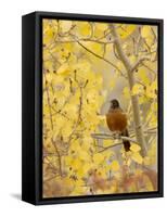 Male American Robin in Aspen Tree, Grand Teton National Park, Wyoming, USA-Rolf Nussbaumer-Framed Stretched Canvas