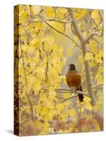 Male American Robin in Aspen Tree, Grand Teton National Park, Wyoming, USA-Rolf Nussbaumer-Stretched Canvas