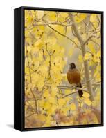 Male American Robin in Aspen Tree, Grand Teton National Park, Wyoming, USA-Rolf Nussbaumer-Framed Stretched Canvas