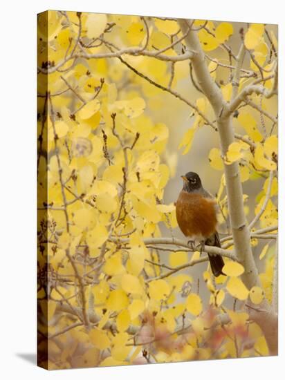 Male American Robin in Aspen Tree, Grand Teton National Park, Wyoming, USA-Rolf Nussbaumer-Stretched Canvas