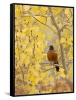 Male American Robin in Aspen Tree, Grand Teton National Park, Wyoming, USA-Rolf Nussbaumer-Framed Stretched Canvas