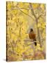 Male American Robin in Aspen Tree, Grand Teton National Park, Wyoming, USA-Rolf Nussbaumer-Stretched Canvas