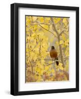 Male American Robin in Aspen Tree, Grand Teton National Park, Wyoming, USA-Rolf Nussbaumer-Framed Premium Photographic Print