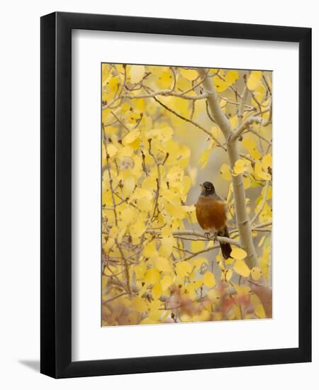 Male American Robin in Aspen Tree, Grand Teton National Park, Wyoming, USA-Rolf Nussbaumer-Framed Premium Photographic Print