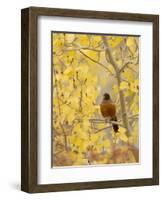 Male American Robin in Aspen Tree, Grand Teton National Park, Wyoming, USA-Rolf Nussbaumer-Framed Photographic Print