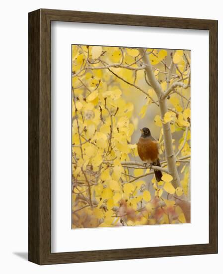 Male American Robin in Aspen Tree, Grand Teton National Park, Wyoming, USA-Rolf Nussbaumer-Framed Photographic Print