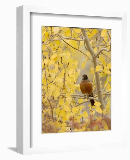 Male American Robin in Aspen Tree, Grand Teton National Park, Wyoming, USA-Rolf Nussbaumer-Framed Photographic Print