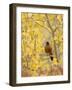 Male American Robin in Aspen Tree, Grand Teton National Park, Wyoming, USA-Rolf Nussbaumer-Framed Photographic Print